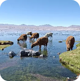 imagem a câmera do celular motorola edge 50